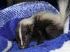 baby skunk